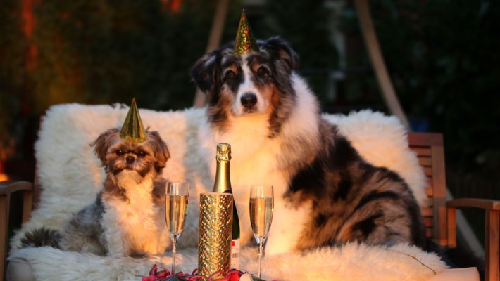 Silvester mit Hund – The same Procedure as everey Year! - 
