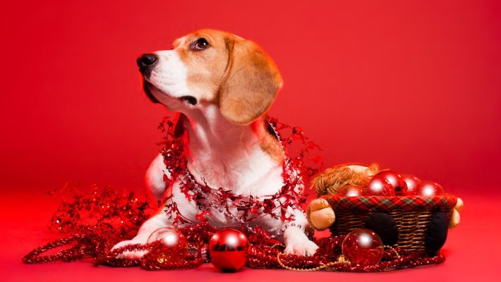 Es weihnachtet sehr! - 