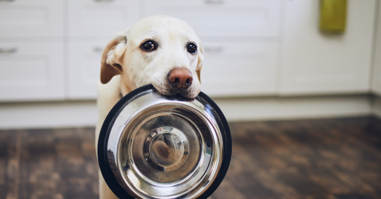 Hundefutter selbst einkochen - 