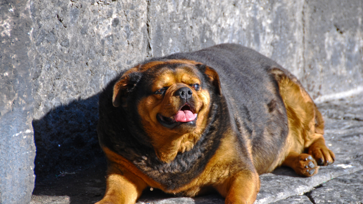 Ach du dicker Hund - 