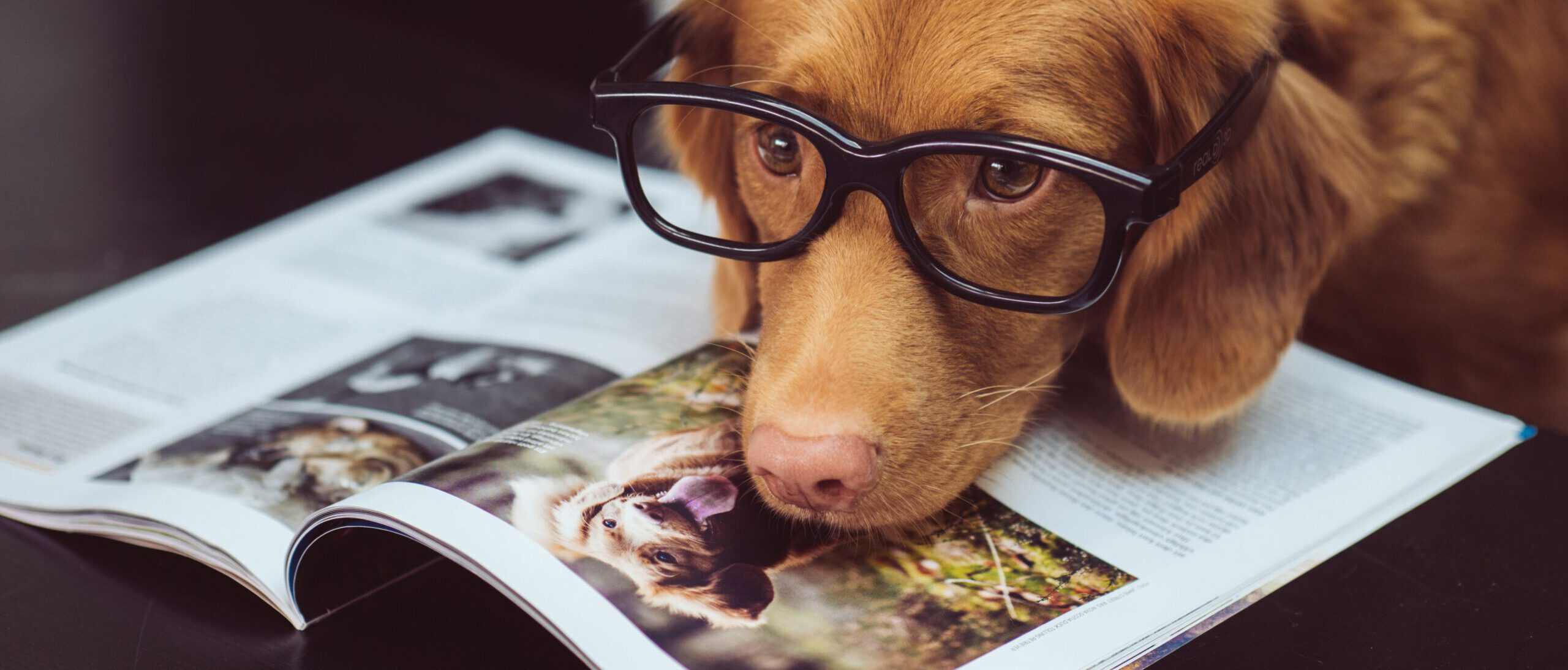 Hund liest Zeitung